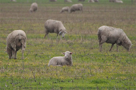 Weaning lambs