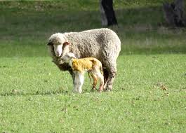 Ewe and lamb