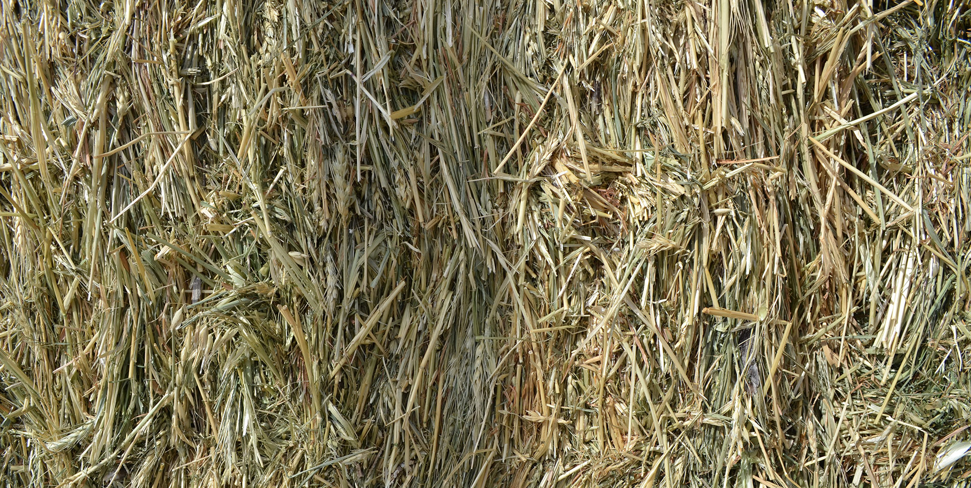 Feeding Management of Ewes