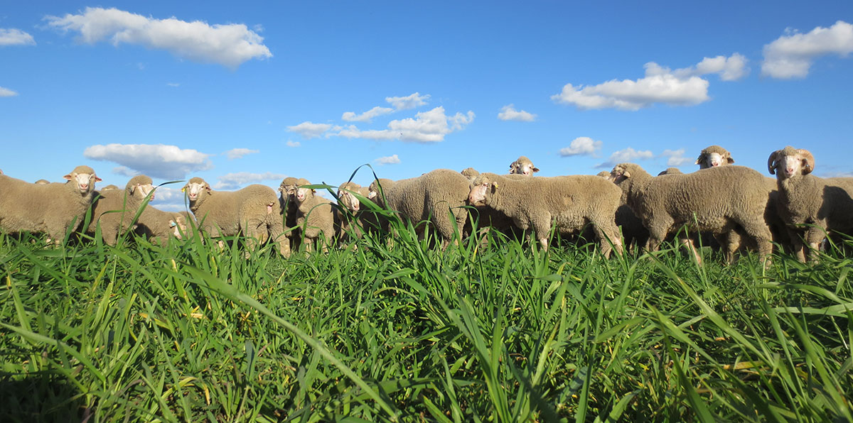 Grazing Cereals