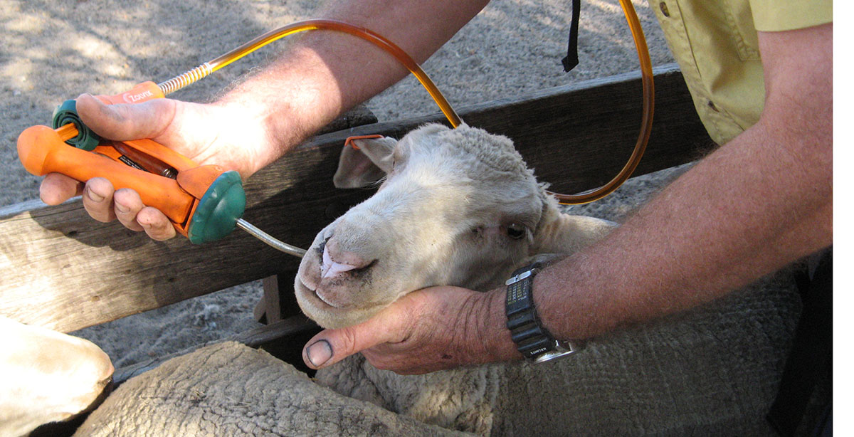 The Downer Ewe The Downer Ewe